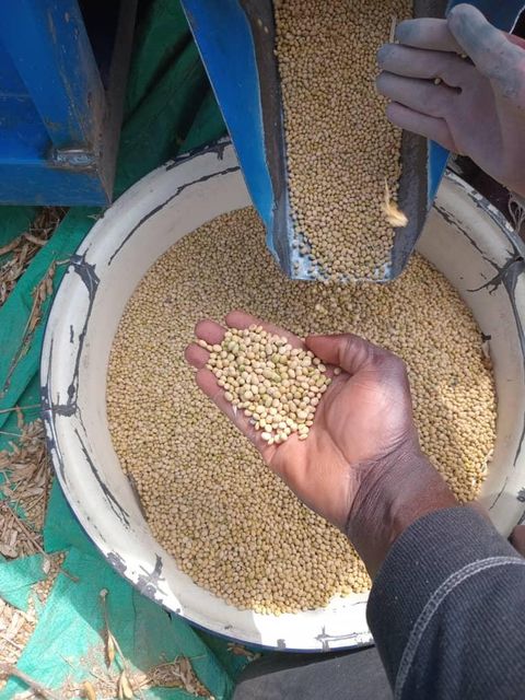 Soybean Purity 98–99% Foreign Matter ≤ 1% Moisture Content ≤ 13% Packaging 50kg Woven Pp Bags Application Oil Extraction, Food-grade Processing, Animal - Image 1