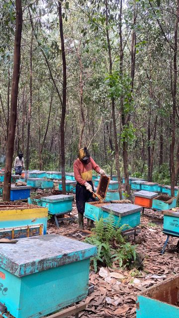 Raw Acacia Honey Grade A Form Liquid Max. Moisture (%) 22 Packaging Jerrycan 50 Kg Place of Origin Indonesia Color Dark Yellow to Red - Image 6
