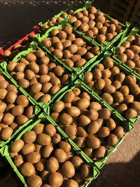 Hayward Kiwi Fruit Place of Origin Iran Grade Grade A premium Organic Kiwi Variety Golden Hayward, Green Kiwi, Red - Image 2