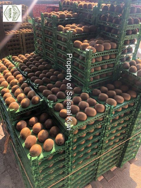 Fresh Organic Kiwi Fruit Size Range 25 To 45 Color Green, Red, Yellow Texture Minimal Fuzz, Smooth Skin Size Note Red Kiwi Is Naturally - Image 2