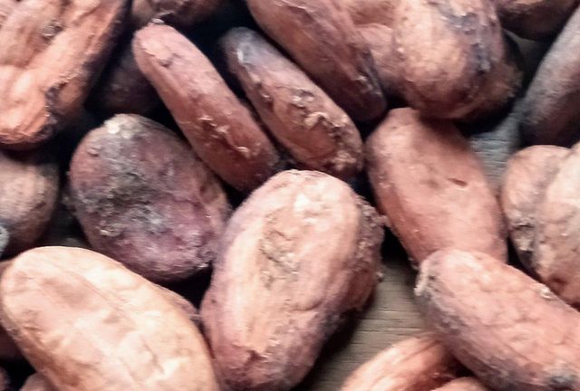 Cocoa beans Color Brown Form Whole Bean Total Mould 3%% 4%% Slaty Beans 3%% 6%% Bean Weight 270-320g Quality Admixture 2% - Image 1