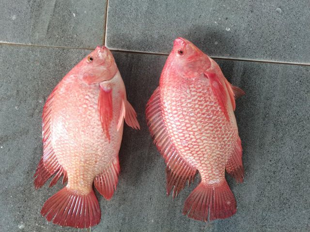FROZEN RED TILAPIA GUTTED - Image 2