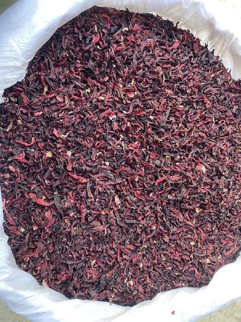 Hibiscus  - Image 3