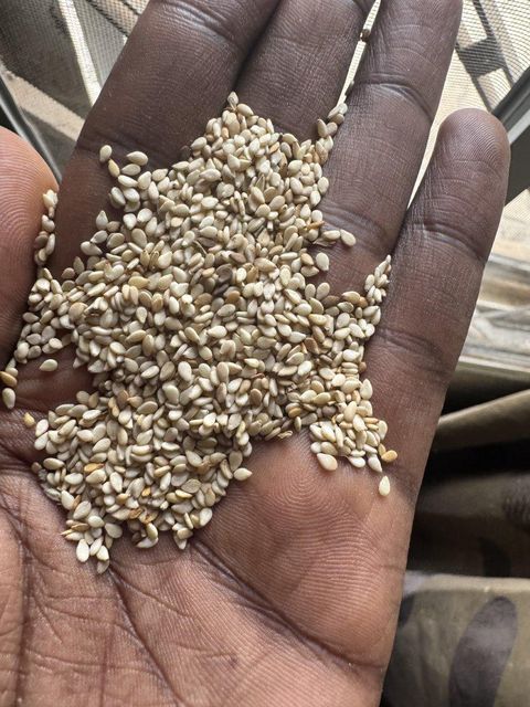 Castor seed Weight (kg) - Image 4