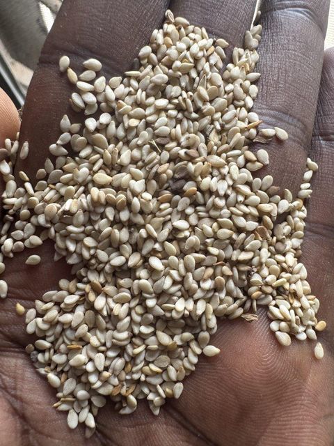 Castor seed Weight (kg) - Image 3