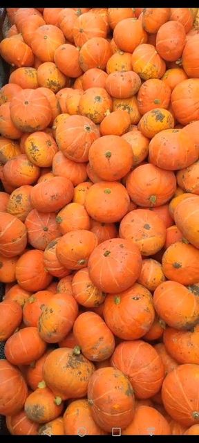 Dehydrated Pumpkin - Image 5