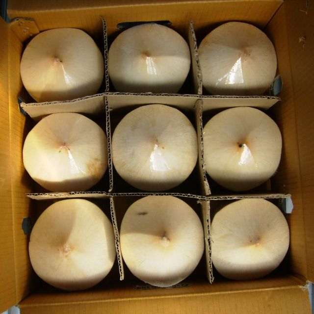 High Quality Tropical Fruit Coconut Diamond Shape Good Price - Image 4