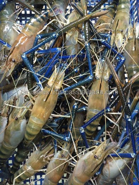 Top sales scampi frozen shrimp wholesale from vietnam - Image 3