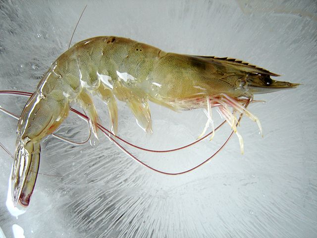HOSO VANNAMEI SHRIMP VIETNAM BEST PRICE FROM VIETNAM MANUFACTURE - Image 3