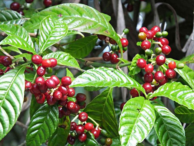 High Quality Vietnamese Freshly Roasted Brown Arabica Coffee Beans Made In Vietnam Export Standard - Image 4