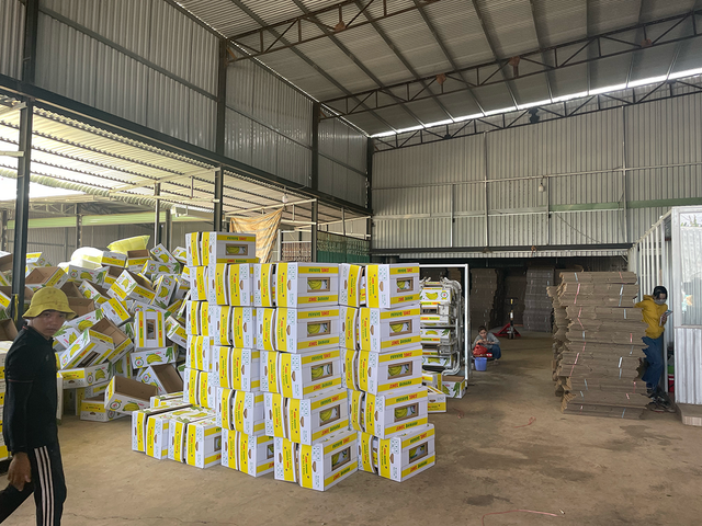 Buy Fresh Green Cavendish Bananas - Best Quality Guaranteed - Image 5