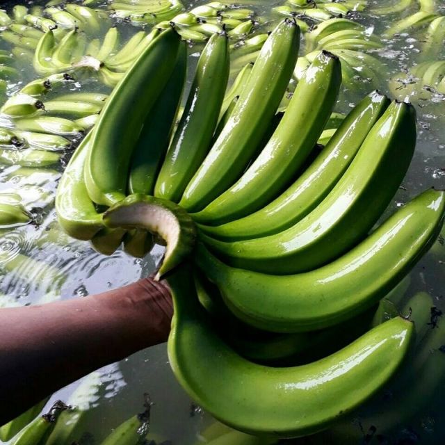 100% ORGANIC Fresh Cavendish Banana With High Quality from Vietnam-Wholesale Fresh Cavendish Banana - Image 5