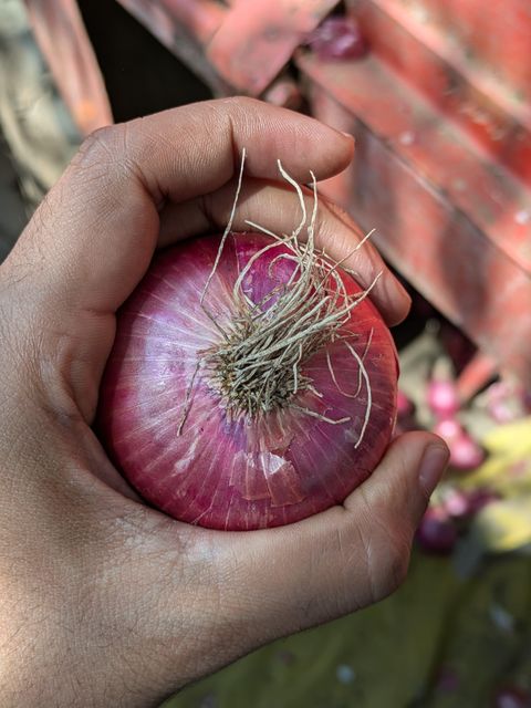 Onions Grade From 25mm-100+mm Place of Origin Nashik, - Image 1
