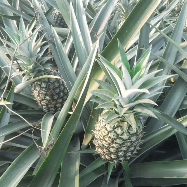 Pineapple guaranteed Fresh and Sweet from VietNam / Packaged carefully / Quick response (Ho Chi Minh Port) - Image 4
