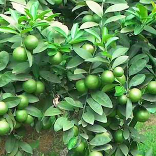Fresh Seedless Lime (Green Seedless Lemon) Guaranteed Fresh and New / Packaged carefully - Image 6