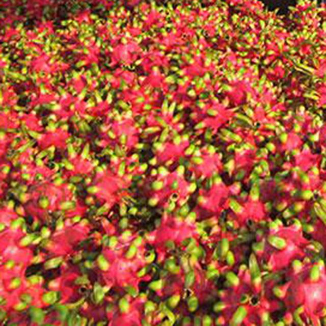 Red Flesh Dragon Fruit guaranteed New and Fresh / Export quality with Good Price (Ho Chi Minh Port) - Image 3