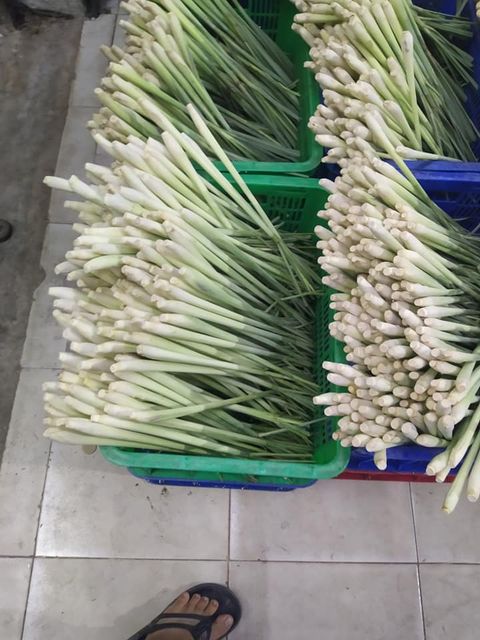 Fresh Lemongrass from Vietnam - Export wholesale High Quality (Certification: GAP, HACCP...) - 100% Organic - Image 5