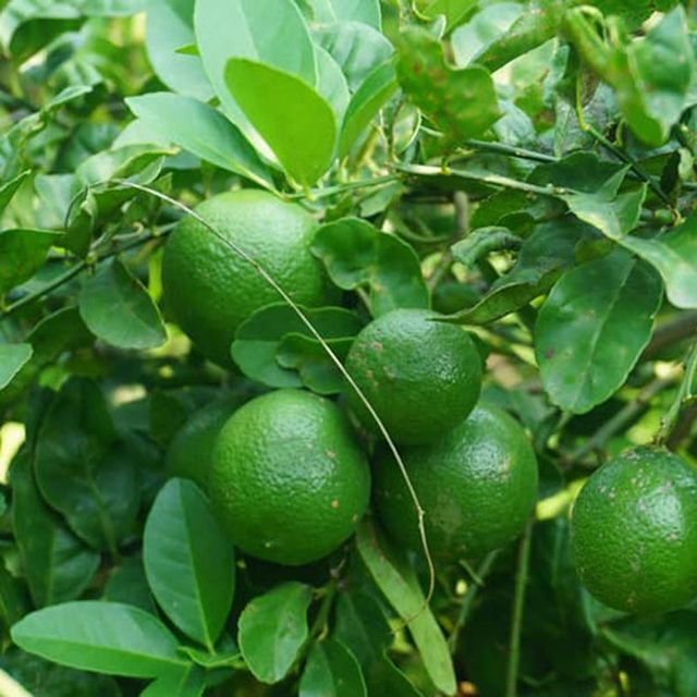 Fresh Seedless Lime (Green Seedless Lemon) Guaranteed Fresh and New / Packaged carefully - Image 4