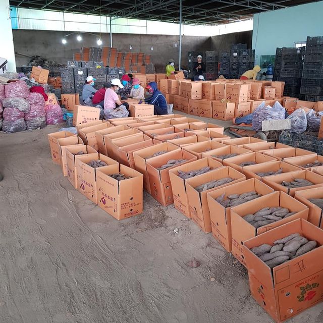 Japanese Sweet Potato from Vietnam for export with high-quality - Best price - Japanese purple sweet potato ready to export - Image 4