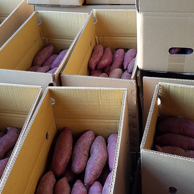 Japanese sweet potato from vietnam for export with high quality competive price japanese purple sweet potato - Image 3