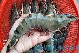 Best Quality Frozen Fresh Shrimp Black Tiger Prawn from VietNam - Image 3