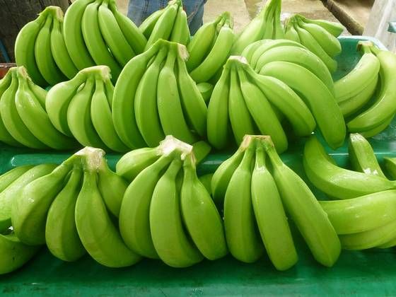 Fresh Cavendish Banana 100% Natural High Quality Fruit from Vietnam & Best Price for Export to many other markets. - Image 4