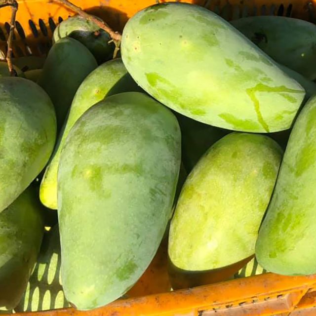 Fresh Taiwanese Mango Guaranteed Sweet and New from Farm / Planted at Southern of Vietnam (Export from Ho Chi Minh Port) - Image 4