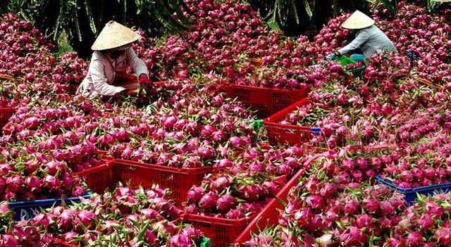 Fresh Red Dragon Fruit Frozen - Wholesale High Quality (Certification: GAP, HACCP...) - 100% Natural Fresh fruit – product photo 4, product detail gallery