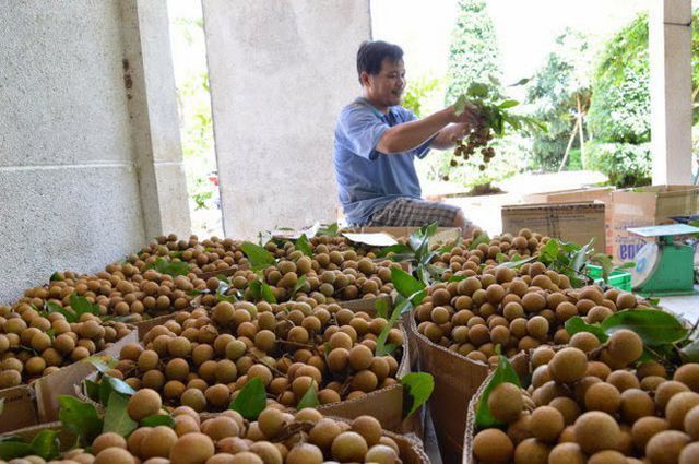 High quality IQF Frozen Longan seedless from Vietnam - Frozen Longan 100% - Image 4