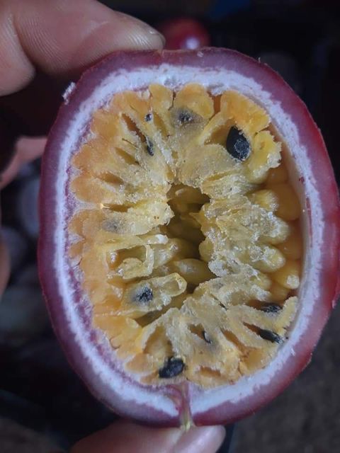 Vietnam High Quality Freezing Passion fruit - Frozen Fruits and Vegetables in bulk - Image 4