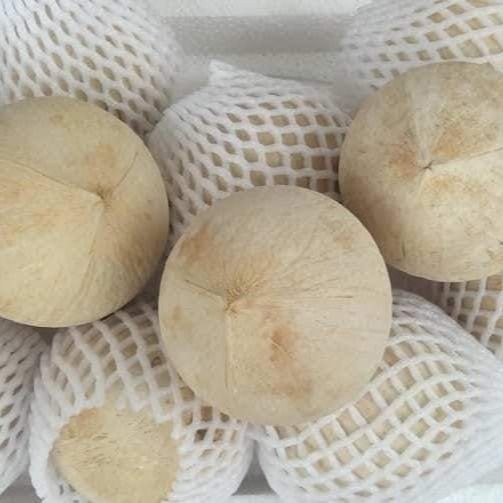 FRESH YOUNG COCONUT PEELED HIGH QUALITY WITH GLOBAL GAP FROM VIETNAM EXPORT TO EU,US, CANADA, RUSSIA – product photo 3, product detail gallery