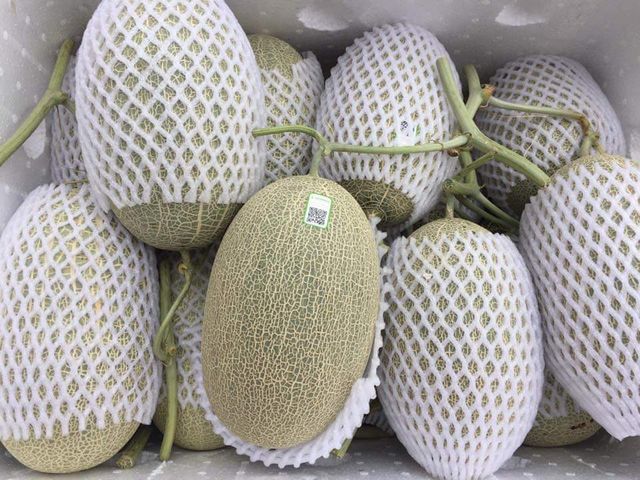 FRESH CANTALOUPE -- Vietnam Vegetable with High Quality and Best Competitive Price Cantaloupe Wholesale - Image 4