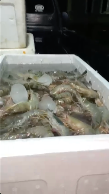 Frozen Tiger Prawn 8-10 HOSO Form frozen Texture Firm Place of Origin Indonesia Size 8-10, 8-10 Pieces Per Kilogram Freezing Method Individually Quick Frozen (iqf) - Image 5