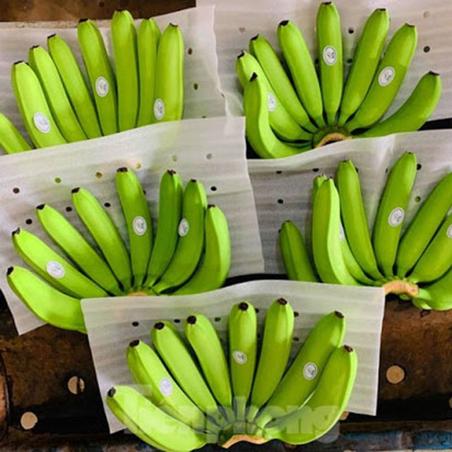 Green Banana from Vietnam / High quality Fresh Banana fruit for wholesale (Ho Chi Minh Port) - Image 3