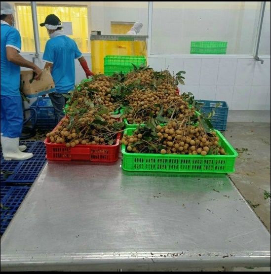 Vietnam High quality longan fruit fresh for export good price, Special Longan in Vietnam - Image 5