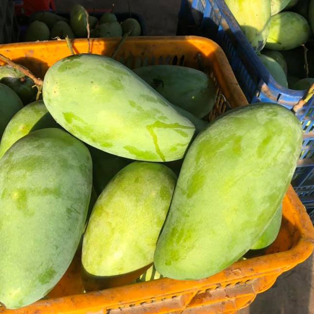 Fresh Taiwanese Mango Guaranteed Sweet and New from Farm / Planted at Southern of Vietnam (Export from Ho Chi Minh Port) - Image 3