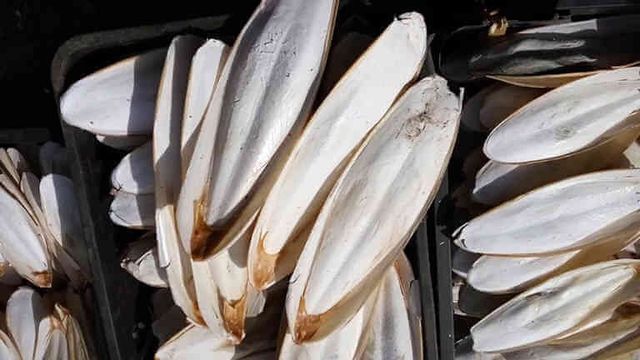 Best White Dried Cuttlefish Bone POWDER Whatsapp 00981758898- Made in Vietnam Organic Natural- Cuttlefish Bone Powder - Image 5