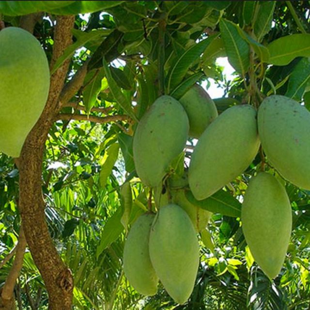 Fresh KAEW Mango from Vietnam's Farm / Guaranteed Sweet and Fresh / Made for Exportation / Quick Response - Image 4