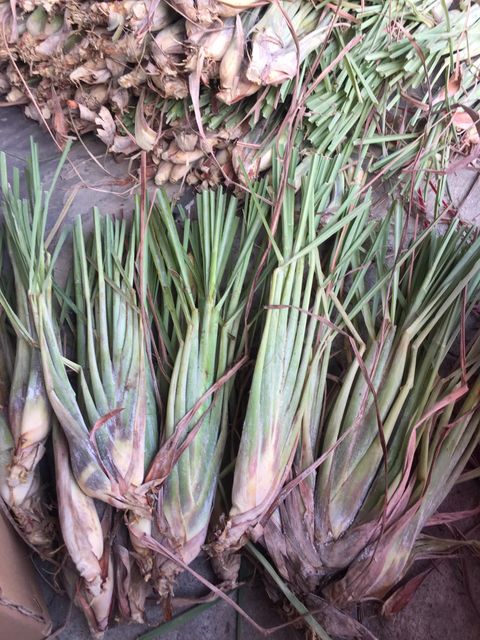 IQF Frozen Lemongrass - Tropical Fruits & Vegetables from Vietnam - Image 5
