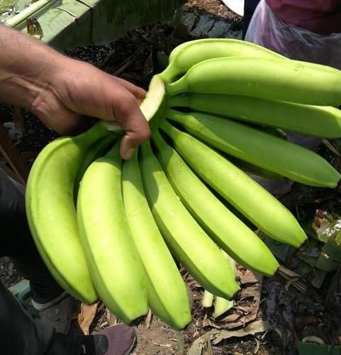 100% ORGANIC Fresh Cavendish Banana With High Quality from Vietnam-Wholesale Fresh Cavendish Banana - Image 6