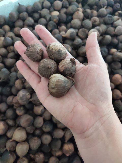 Vietnam Black Dried Garlic for US, EU, ASIA Market Standard company with high quality - Image 4