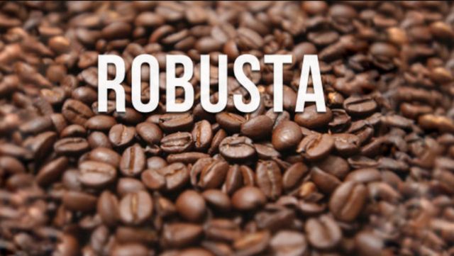 Best sale Organic Robusta and Arabica Coffee Beans Vietnam Coffee Bean Roasted,green Bulk Packaging 60 Kg – product photo 4, product detail gallery