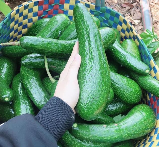 Fresh Booth Avocados, 034 Avocado from Vietnam - Best Price - High quality - Exported to the US, EU and other markets - Image 5