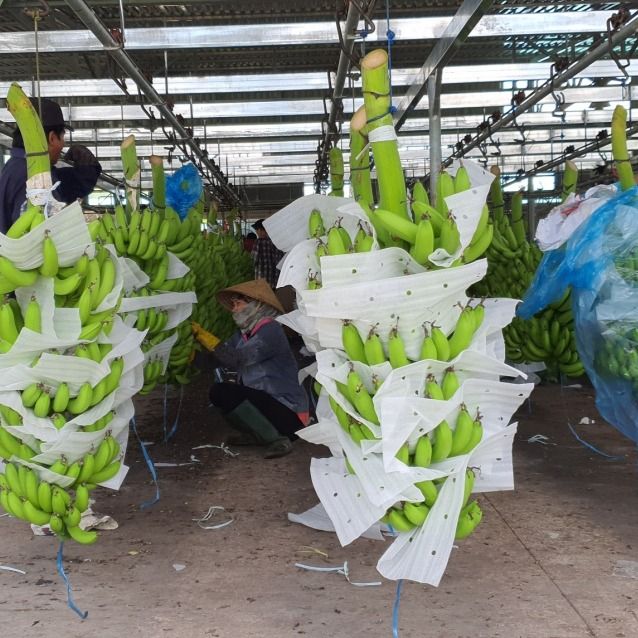 Fresh Cavendish Banana vietnam with high quality and best price for export cavendish banana ready to shipping EU, ASIA Market – product photo 5, product detail gallery