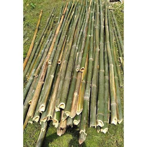 Garden Dried Bamboo Cane Bamboo Stick Bamboo Pole for Plantin/Bamboo Canes/ Bamboo Pole 99GD - Image 3