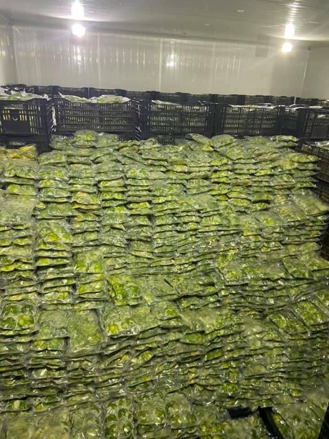 IQF Frozen Avocado from Vietnam for export with high quality, good price avocado - Image 5