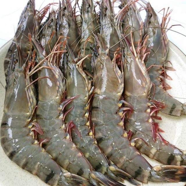 Best Quality Frozen Fresh Shrimp Black Tiger Prawn from VietNam - Image 5