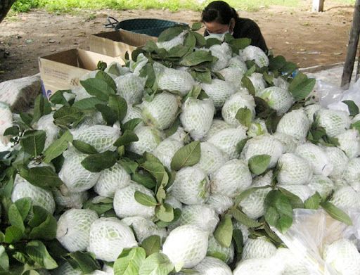 Fresh Guava (Green Skin) from Vietnam for the best price to export - VietGAP and GlobalGAP standards in agricultural production - Image 5