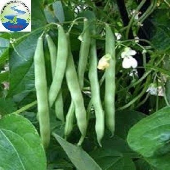 Cove Bean (Mekong Herbals) - Image 2