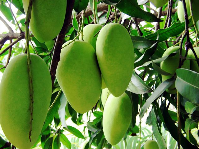 Mango Fruit from Vietnam - Best price for export 100% Organic Fruit Variety Fresh Mango Grade A Type MANGO Brand Name NHP FOODS - Image 5